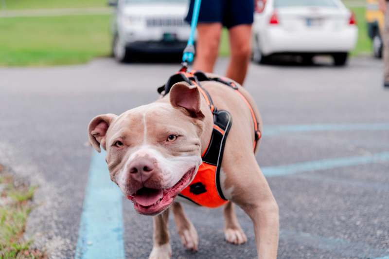 a dog on a leash