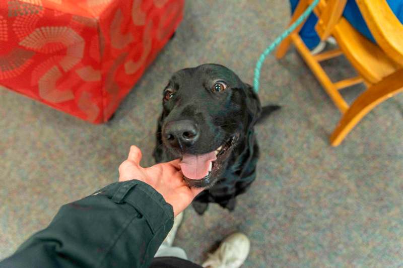 a person's hand reaching for a dog