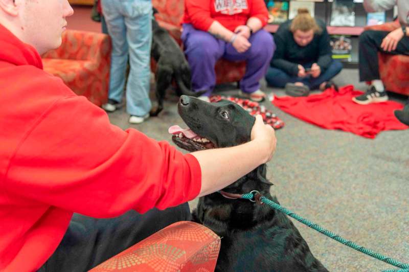 a person petting a dog