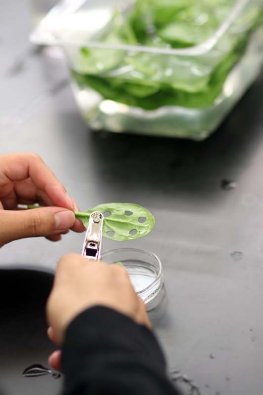 a person cutting a leaf with a nail clipper