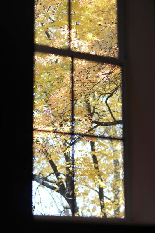 a window with trees in the background