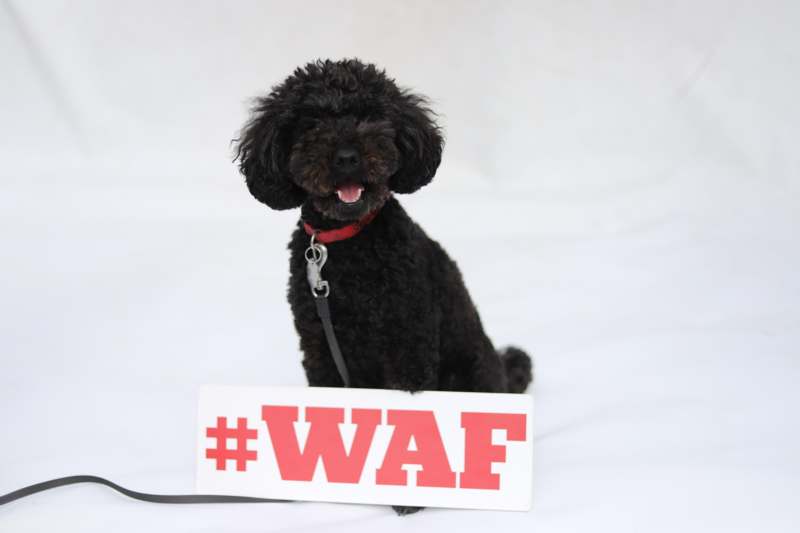 a black dog with a red leash and a white sign