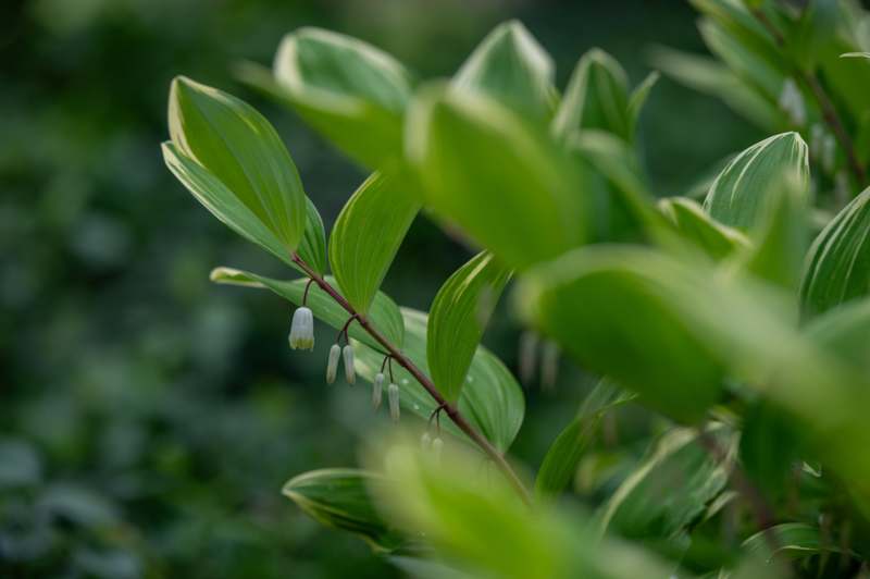 a close up of a plant