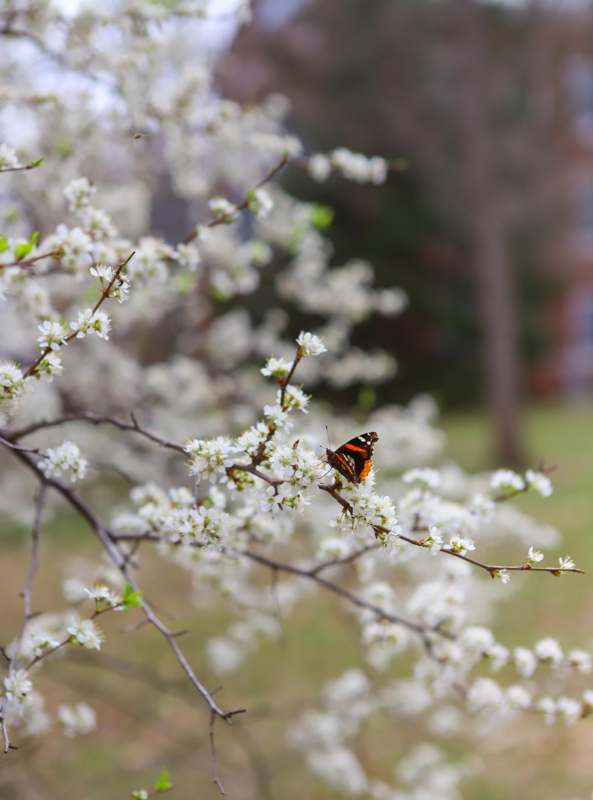 a butterfly on a tree branch