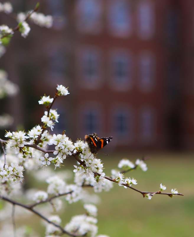 a butterfly on a tree branch