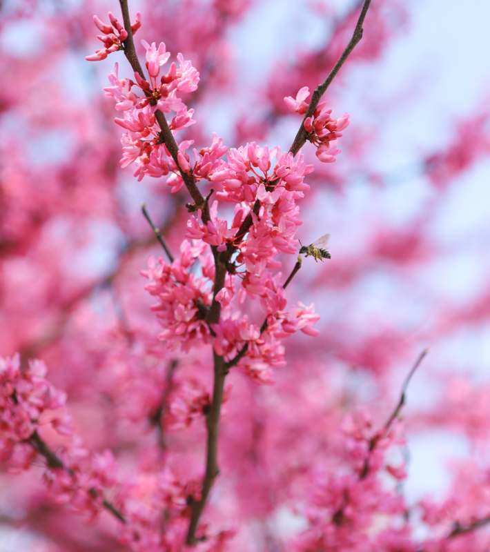 a bee flying on a pink flower