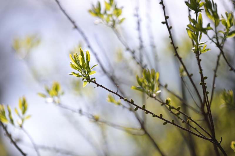 a close up of a tree branch