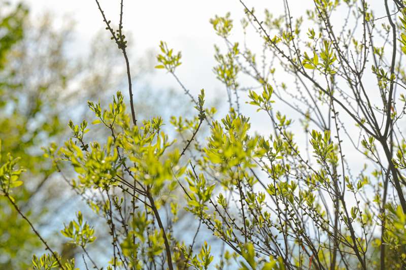 a close up of leaves on a tree