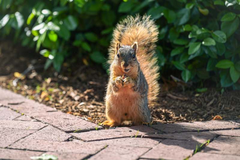 a squirrel standing on a brick path
