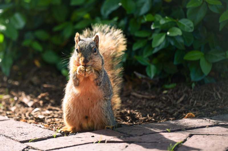 a squirrel eating a nut