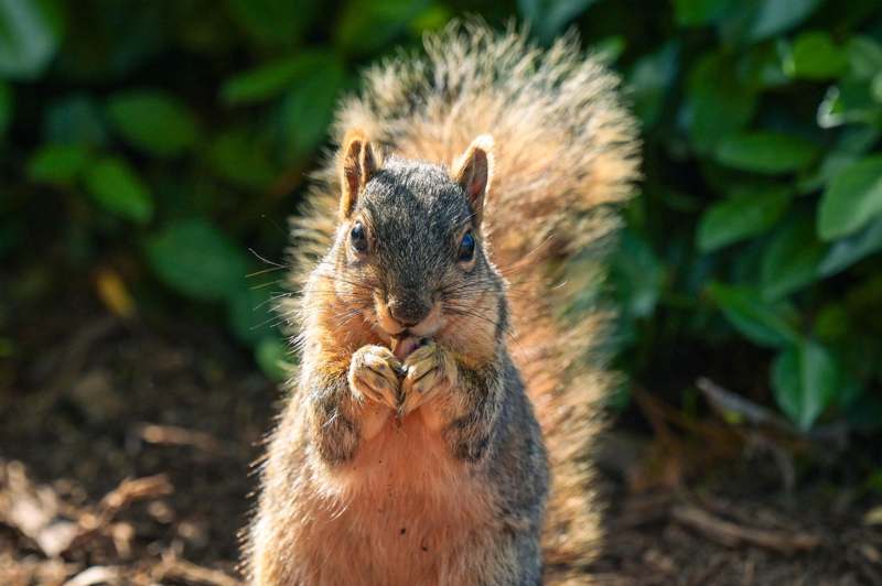 a squirrel eating nuts in the sun