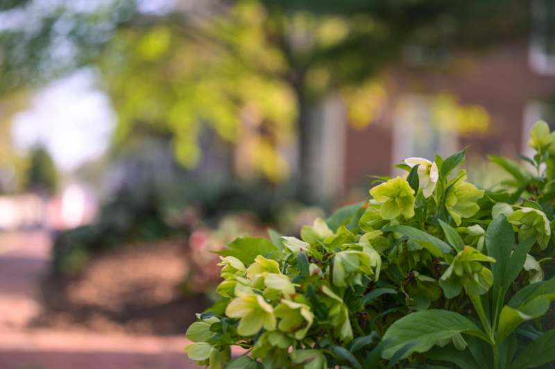 a close up of a plant