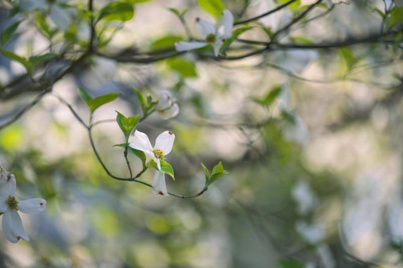 a close up of a flower