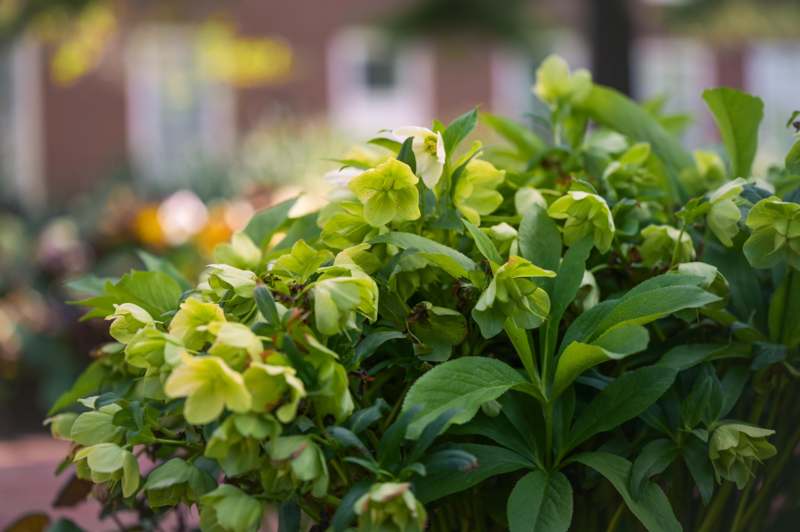 a close up of green plants