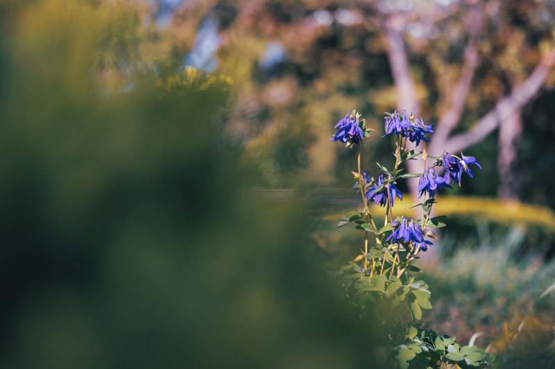 a close up of a purple flower