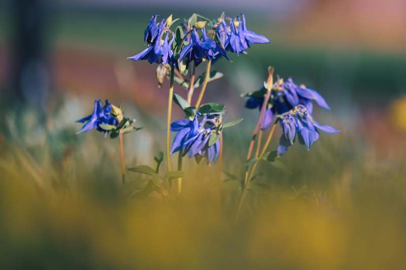 a group of blue flowers