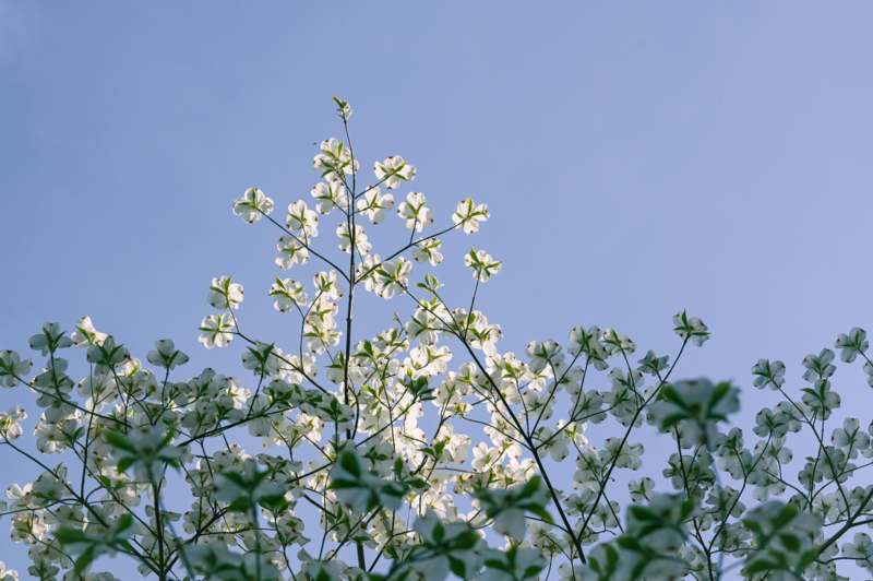 a tree with white flowers