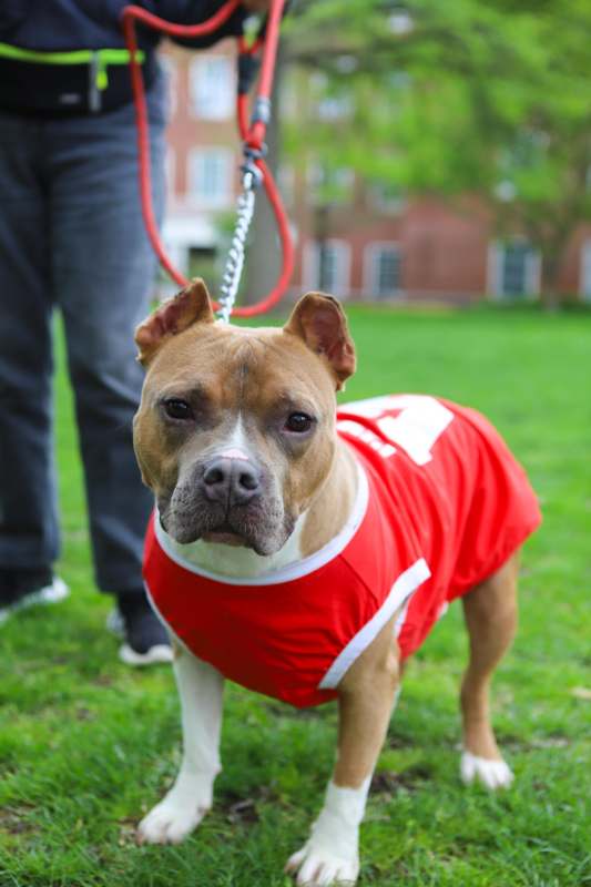 a dog wearing a red shirt