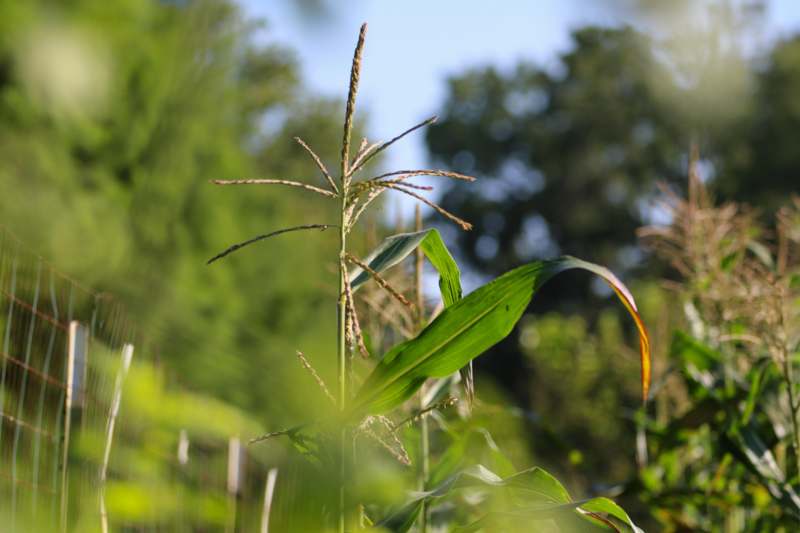 a close up of a plant