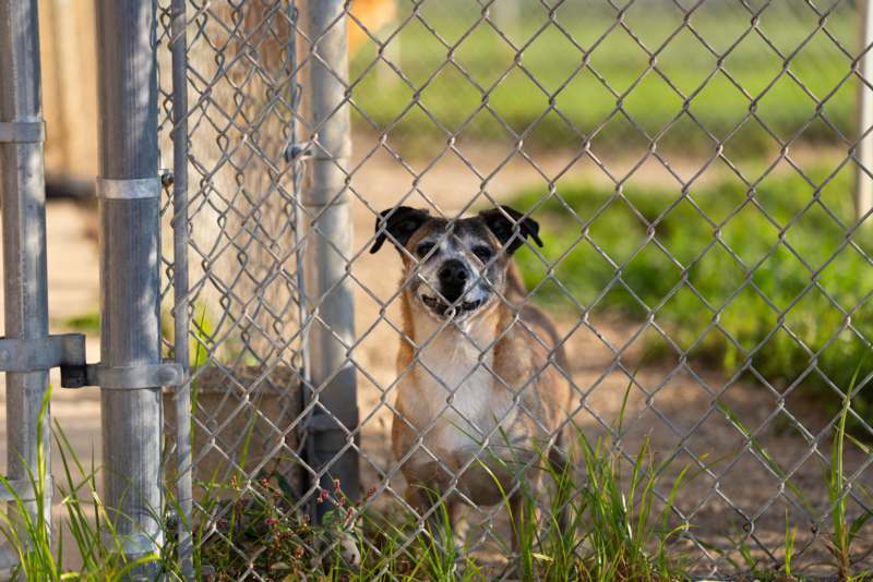 a dog behind a fence