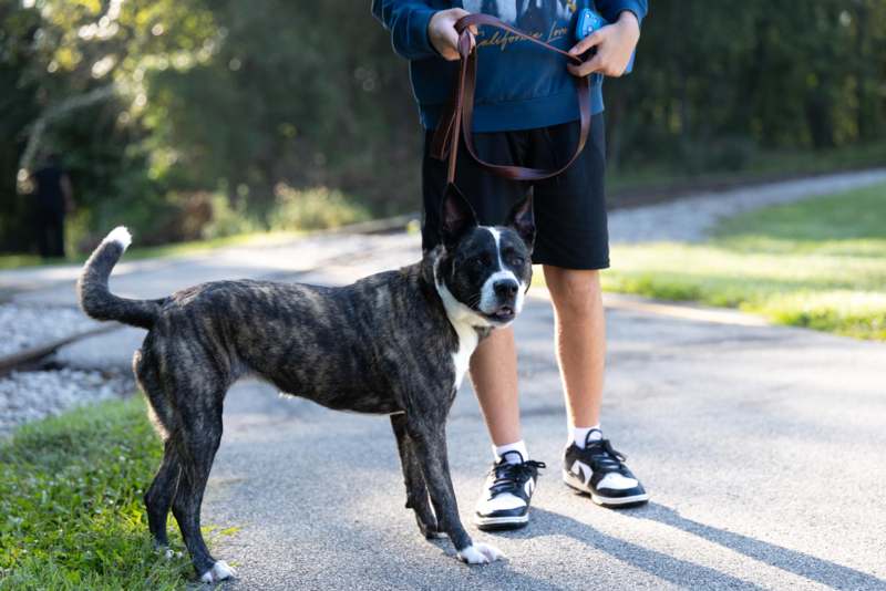 a dog standing on a sidewalk