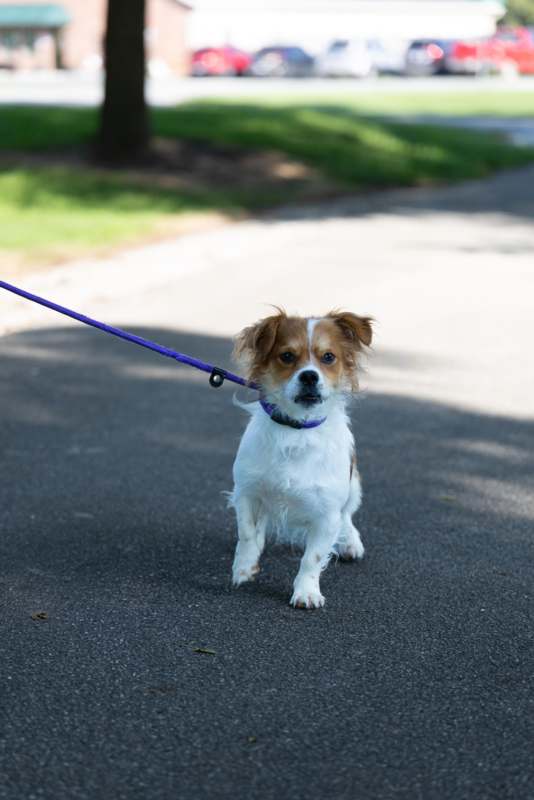 a dog on a leash