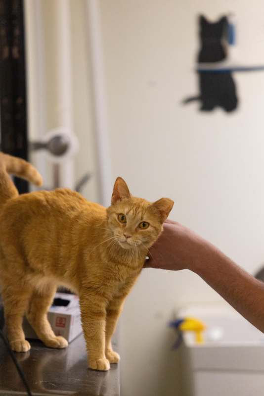 a hand petting a cat