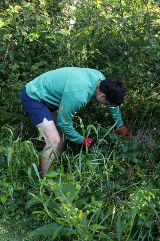 a man in a green shirt and blue shorts cutting plants