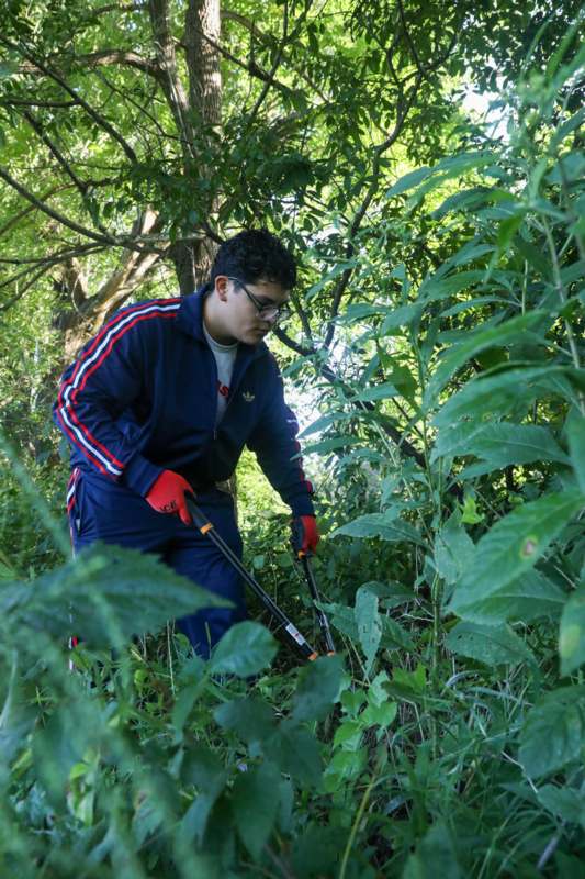 a man cutting plants with a metal cutter