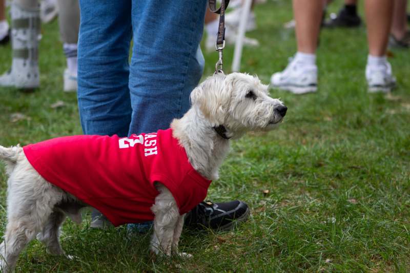 a dog wearing a red shirt