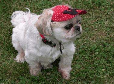 a dog wearing a red hat